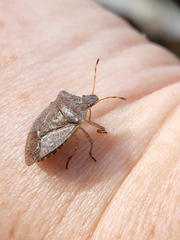 Euschistus conspersus