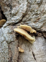 Crepidotus calolepis