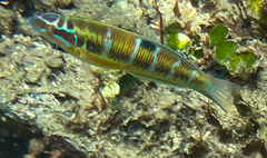 Thalassoma pavo
