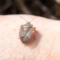 Euschistus conspersus