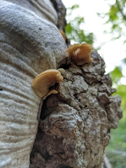Crepidotus calolepis