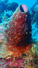 Ircinia