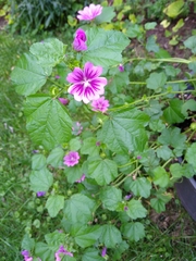 Malva sylvestris
