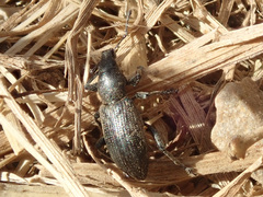 Tanymecus palliatus