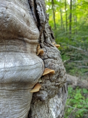 Crepidotus calolepis