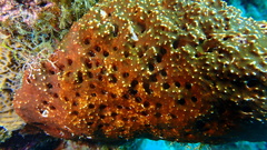 Ircinia