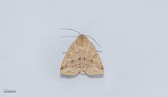 Abagrotis alternata