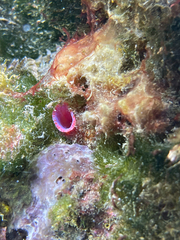 Pyura dura