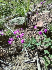 Mirabilis linearis