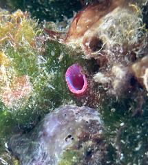 Pyura dura