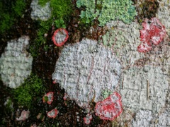 Herpothallon rubrocinctum