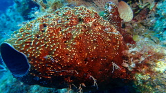 Ircinia