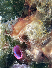 Pyura dura
