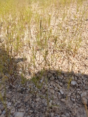 Hypericum gentianoides