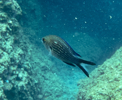 Chromis chromis