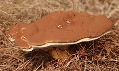 Ganoderma