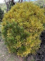 Codiaeum variegatum pictum