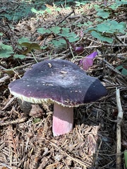 Russula xerampelina