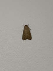 Mythimna unipuncta