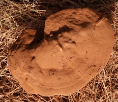 Ganoderma