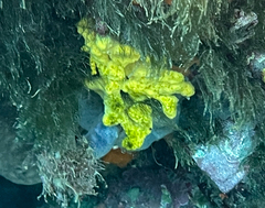 Axinella verrucosa