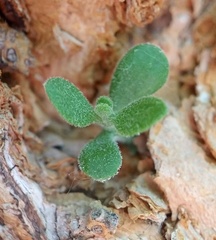 Phoradendron leucarpum