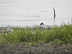 Sterna hirundo