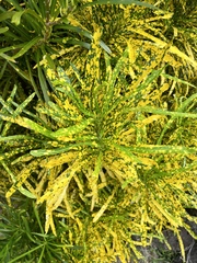 Codiaeum variegatum pictum