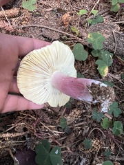 Russula xerampelina