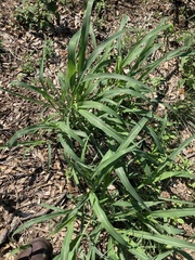 Sorghum halepense