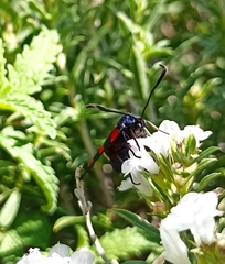 Zygaena
