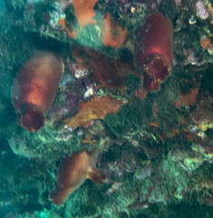 Halocynthia papillosa