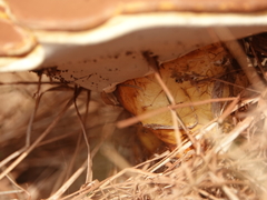 Ganoderma