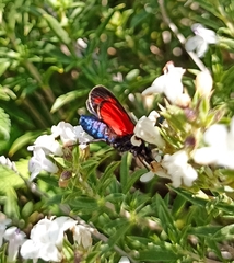 Zygaena