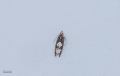 Epinotia trigonella