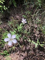 Geranium richardsonii
