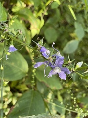 Campanulastrum americanum