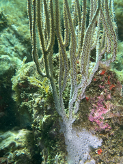 Eunicella singularis