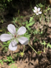 Geranium richardsonii