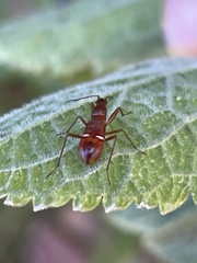 Alydidae
