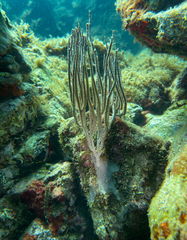 Eunicella singularis