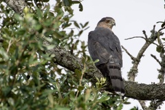 Accipiter cooperii