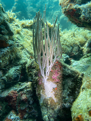 Eunicella singularis