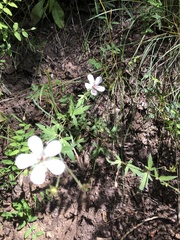 Geranium richardsonii