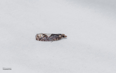 Epinotia trigonella