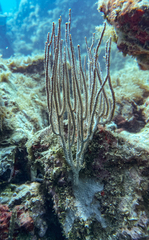 Eunicella singularis