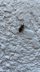 Nicrophorus tomentosus
