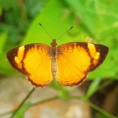 Tegosa