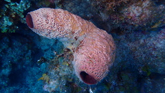 Ircinia