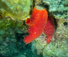 Halocynthia papillosa